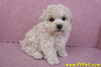 12/10馬爾泰迪公幼犬1號5