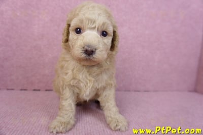 12/06玩具型奶油貴賓母幼犬2號2