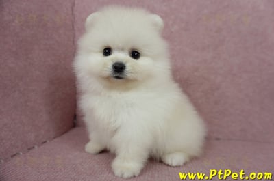 05/22迷你型松鼠白博美公幼犬2號(高雄前鎮)11