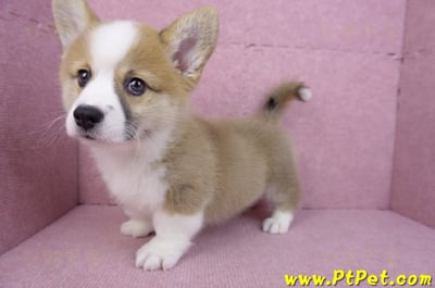 11/05雙色柯基犬公幼犬(台中北屯)11