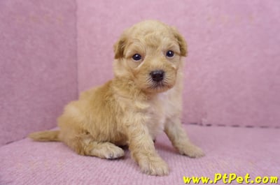 08/12泰迪比熊公幼犬1號(台中)3