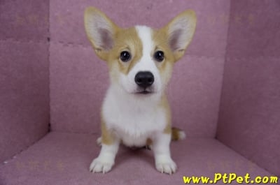 04/13雙色柯基犬公幼犬(台北士林)2