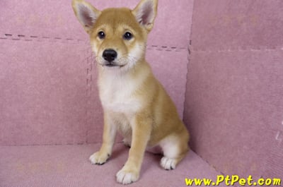05/07赤色柴犬母幼犬9