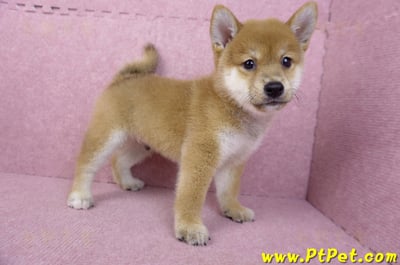 05/20赤色柴犬公幼犬4