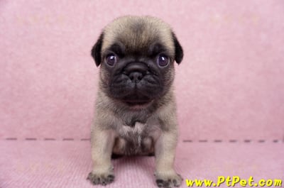 06/23巴哥母幼犬1號(新竹東區)3