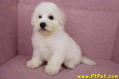 05/20比熊犬公幼犬(新北林口)12