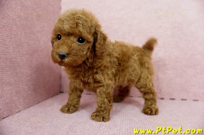 04/15玩具型紅貴賓公幼犬1號(屏東竹田)9