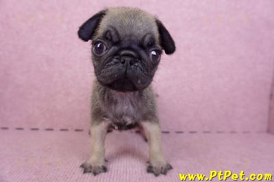 09/08巴哥母幼犬2號(屏東新園)2