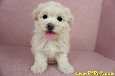 03/31奶油色馬爾泰迪母幼犬3號(屏東恆春)2