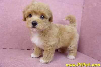 06/15奶油色馬爾泰迪公幼犬(新北蘆洲)8