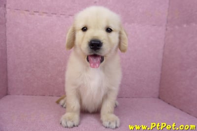 07/18黃金獵犬母幼犬(嘉義)5