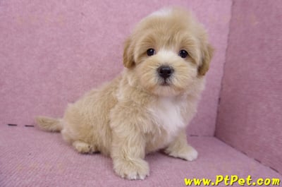 08/06奶油色馬爾泰迪公幼犬(台北中山)7