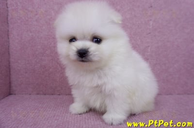 07/23迷你型松鼠白博美公幼犬(屏東潮州)5