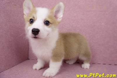 05/27雙色柯基犬公幼犬1號(台北大安)11