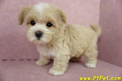 04/11奶油色馬爾泰迪公幼犬1號(桃園市)12