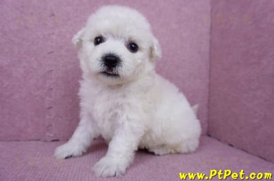 07/22比熊犬公幼犬2號(桃園市)6