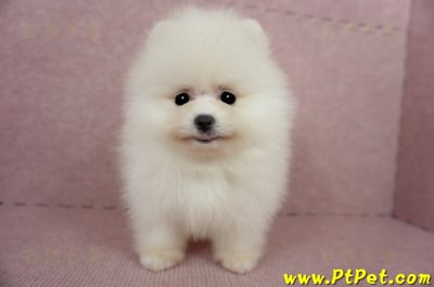 03/14迷你型松鼠白博美公幼犬1號(台北信義)2