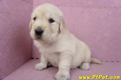 11/14黃金獵犬母幼犬2號(新竹)7