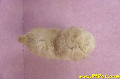 12/06奶油貴賓母幼犬(花蓮市)12