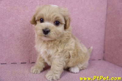 10/18馬爾泰迪公幼犬2號(高雄三民)9