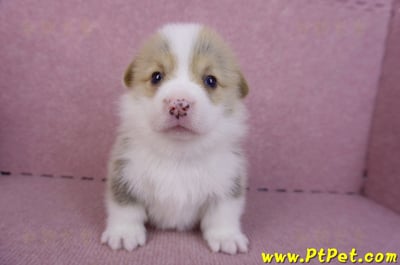 11/05雙色柯基犬公幼犬2號(桃園平鎮)1