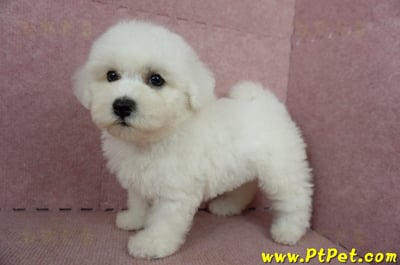 05/20比熊犬母幼犬2號(台南東區)5