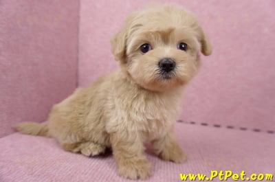 06/15奶油色馬爾泰迪母幼犬2號(桃園中壢)5