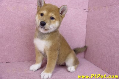 11/08赤色柴犬母幼犬1號(花蓮吉安)9