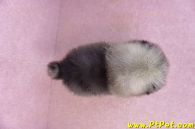 02/10棕色松鼠博美公幼犬(高雄楠梓)12