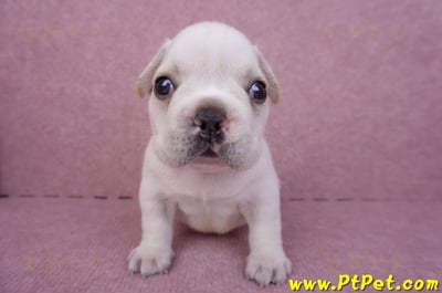 03/21奶白色法國鬥牛公幼犬3號2