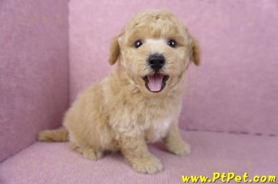 01/20泰迪比熊公幼犬(屏東內埔)5