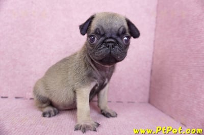 09/08巴哥母幼犬2號(屏東新園)8