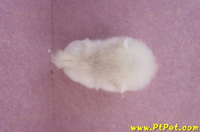 07/23迷你型松鼠白博美公幼犬(新竹香山)12