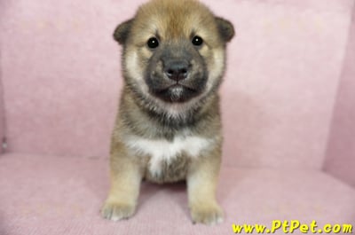 06/04赤色長毛柴犬公幼犬(桃園八德)1