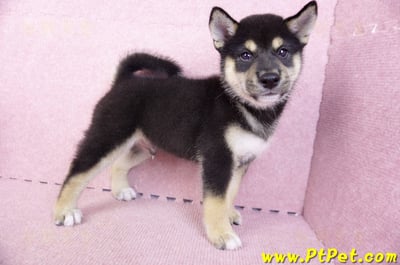 07/05黑色柴犬公幼犬(新北新莊)7