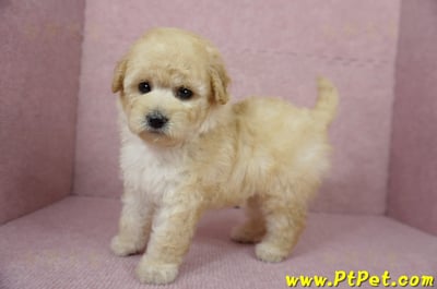 11/26迷你型奶油貴賓母幼犬(台東市)8