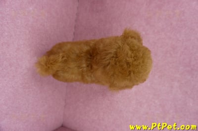 05/22迷你型紅貴賓母幼犬(屏東高樹)13