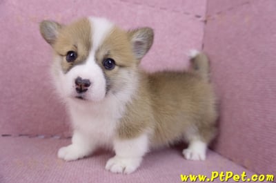 11/30雙色柯基犬母幼犬8