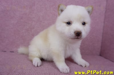 06/14白色柴犬母幼犬(苗栗市)4