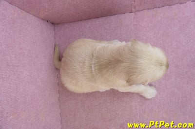 11/14黃金獵犬母幼犬4號(桃園八德)7