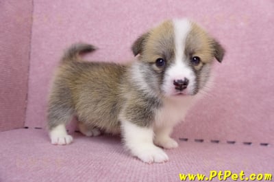 07/01雙色柯基犬母幼犬(雲林斗六)5