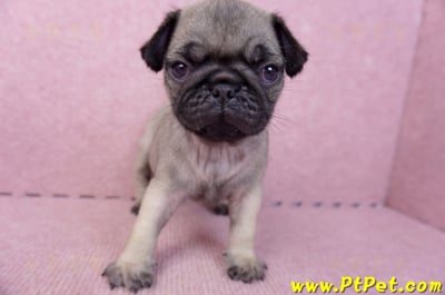 07/09巴哥公幼犬1號(新竹東區)1