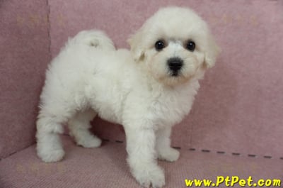 05/20比熊犬母幼犬(桃園楊梅)7