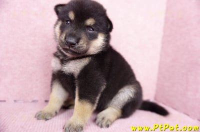 07/05黑色柴犬母幼犬1號(屏東長治)5