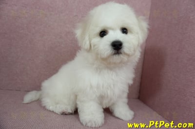 12/01比熊犬公幼犬(屏東市)11