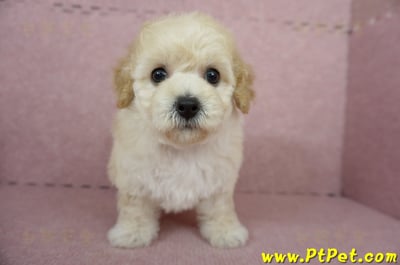 11/08泰迪比熊母幼犬1號(屏東內埔)2