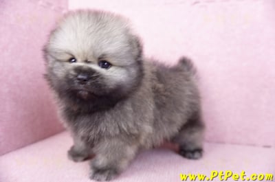 02/10棕色松鼠博美公幼犬(高雄楠梓)11