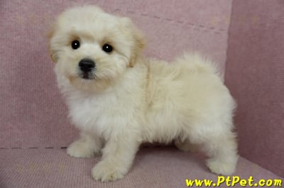 01/10奶油色馬爾泰迪公幼犬(花蓮壽豐)10