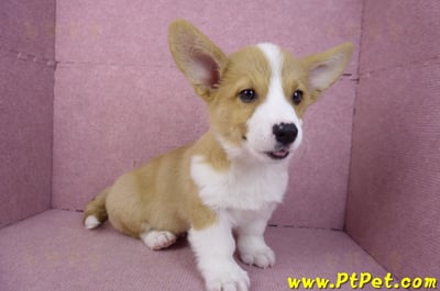 11/02雙色柯基犬公幼犬(高雄鼓山)9