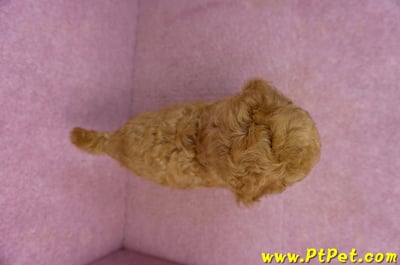 02/11紅貴賓公幼犬11